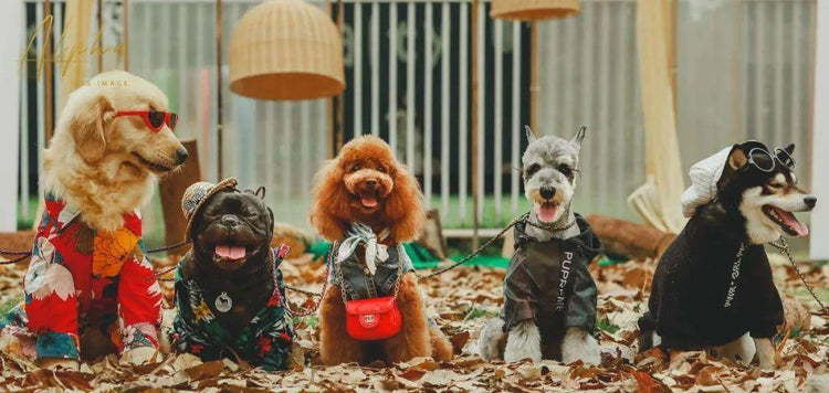 Animals & Pet Supplies - YOURISHOP.COM