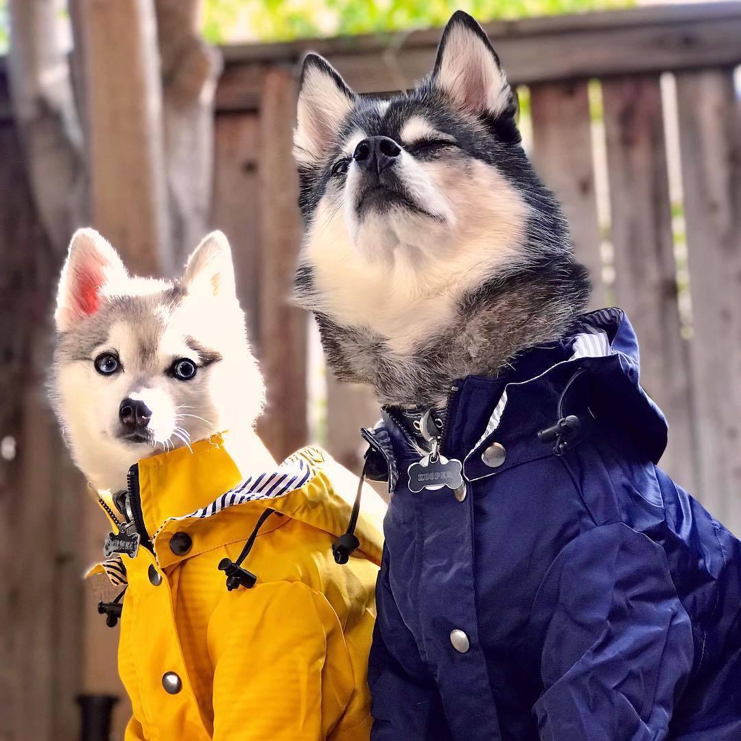 Pet Dog Raincoat Windproof and Rainproof Yellow Puppy Hoodies Jacket Multi-size Suitable for Large, Medium and Small Dog Clothes - YOURISHOP.COM